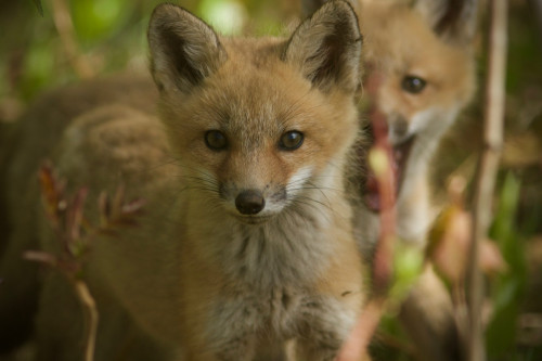 Fox Kits & New Growth