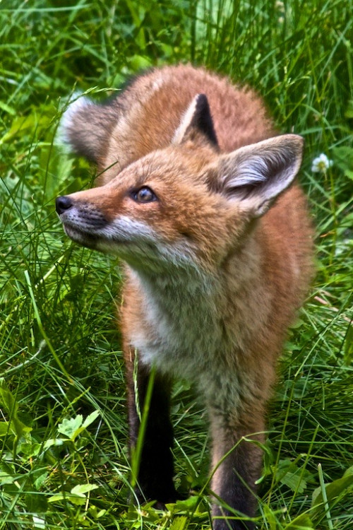 Kit at the Back Door