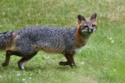 Gray Fox