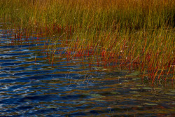 Knight Pond, Northport, ME