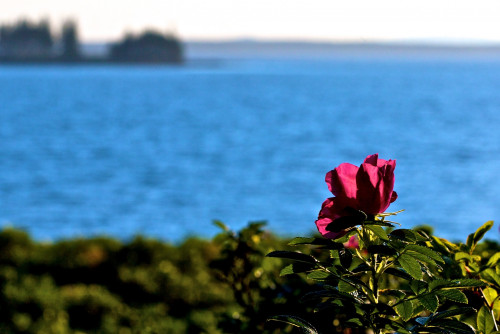 Cape Split Rosa Rugosa