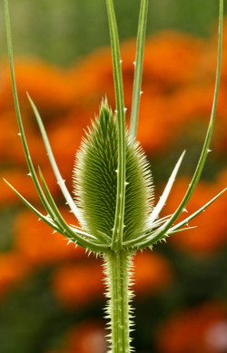 Carrie Blast Furnaces